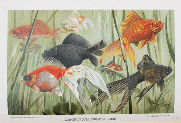 Гааке В. Происхождение животного мира. СПб., 1902.